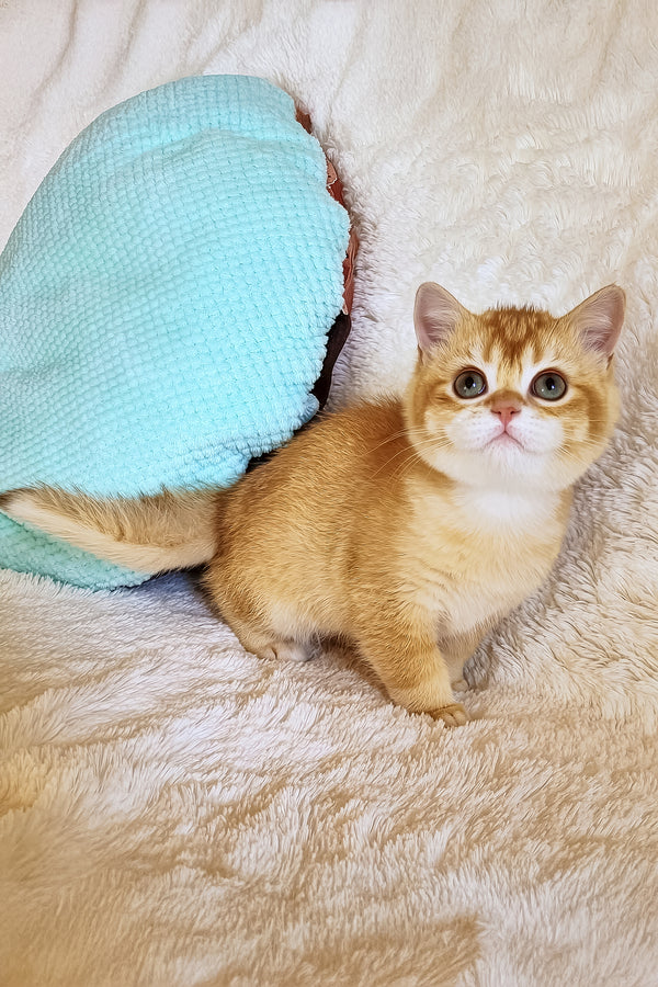 Oliver | British Shorthair Kitten