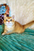 Oliver | British Shorthair Kitten