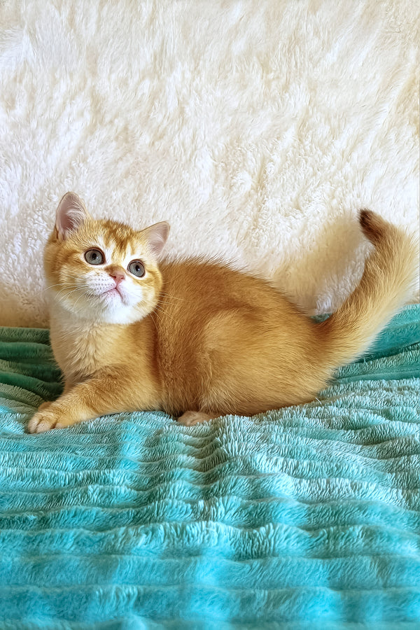 Oliver | British Shorthair Kitten