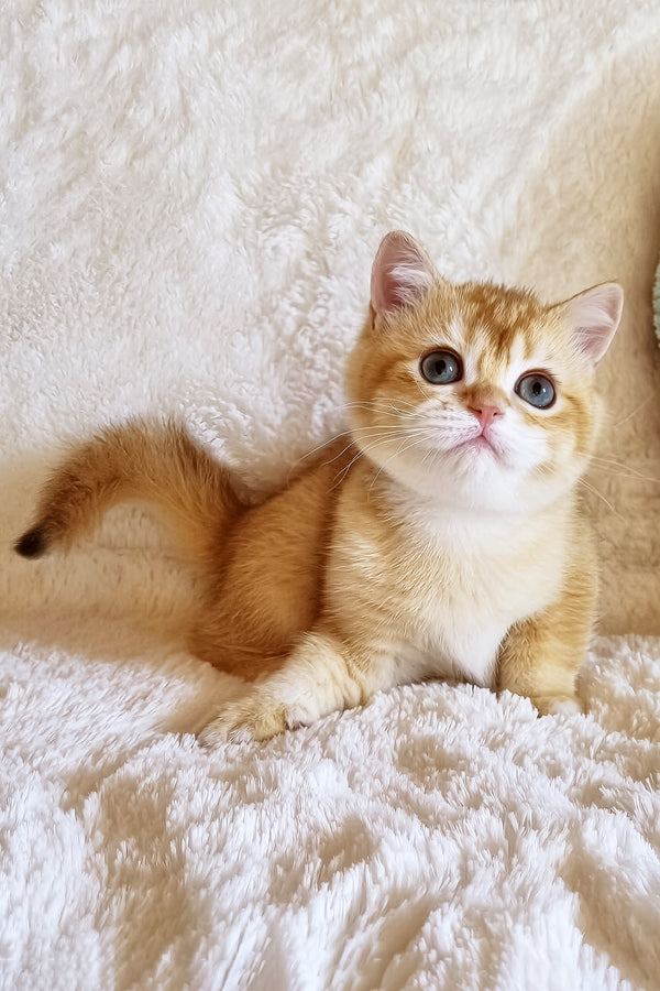 Oliver | British Shorthair Kitten