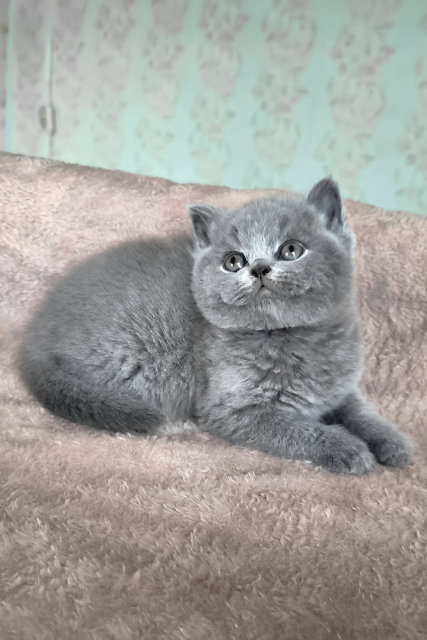 Plusha | British Shorthair Kitten