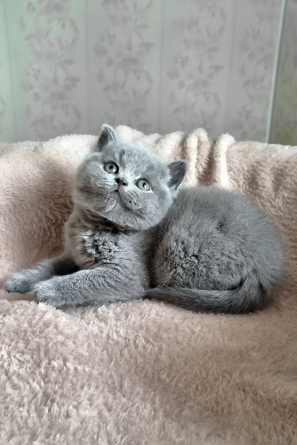Plusha | British Shorthair Kitten