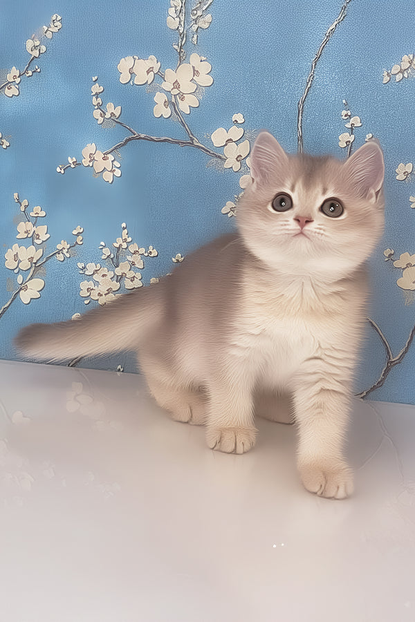 Rafaela | British Shorthair Kitten