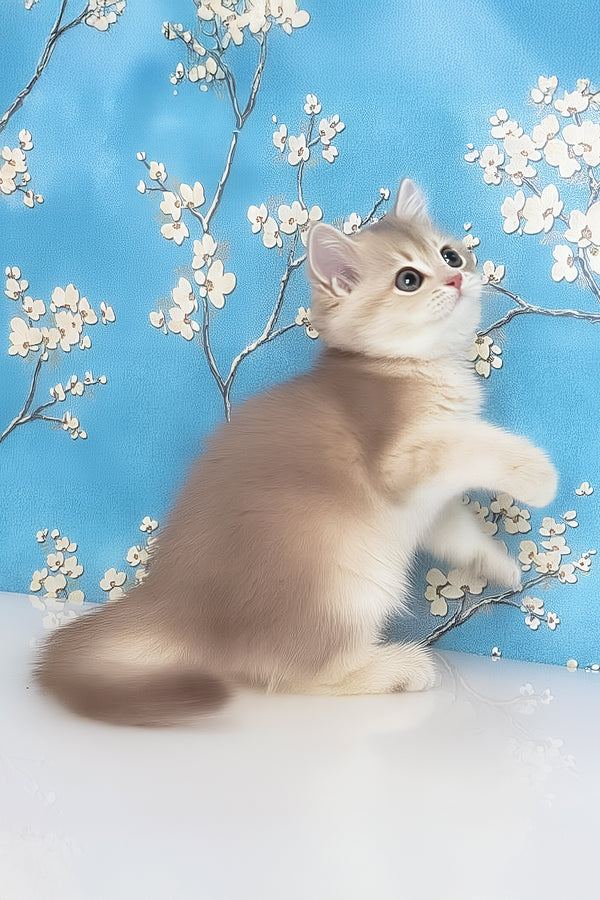 Rafaela | British Shorthair Kitten