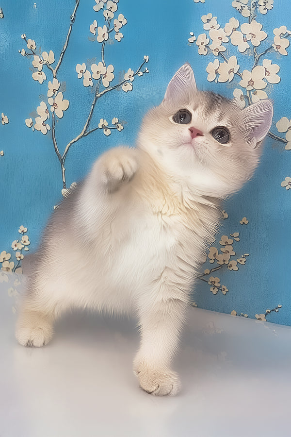 Rafaela | British Shorthair Kitten