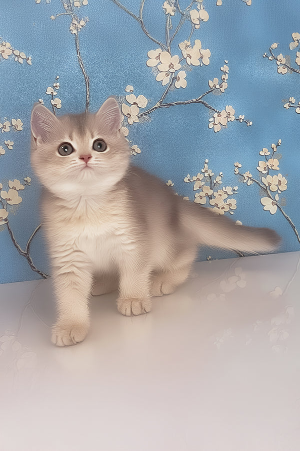 Rafaela | British Shorthair Kitten