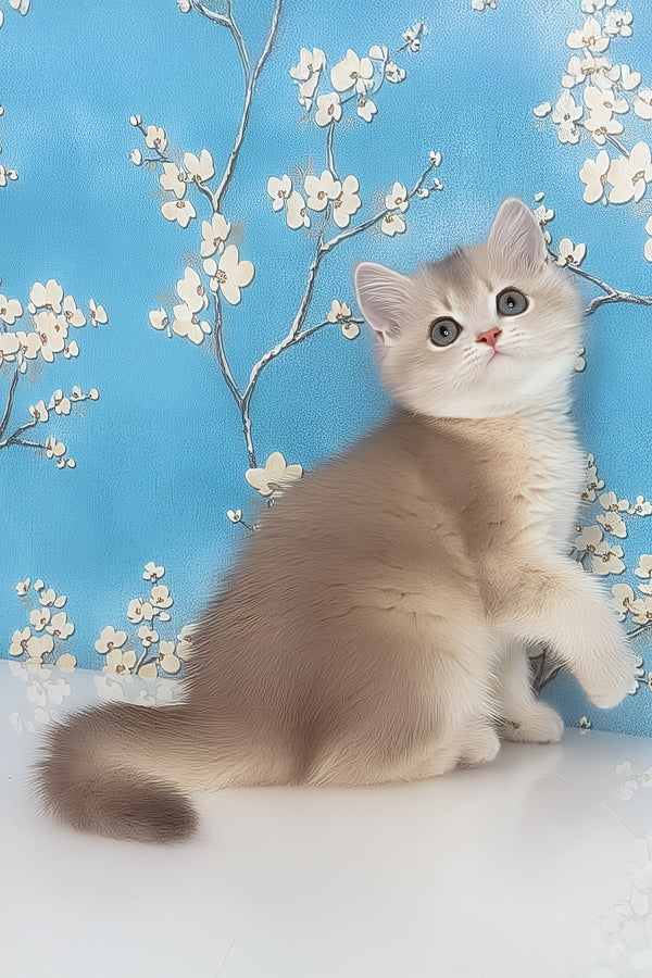 Rafaela | British Shorthair Kitten