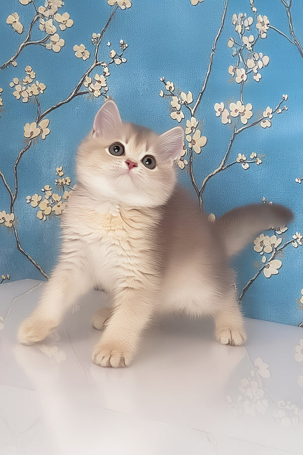 Rafaela | British Shorthair Kitten