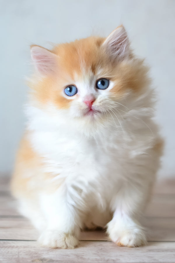 Boris | British Longhair Kitten