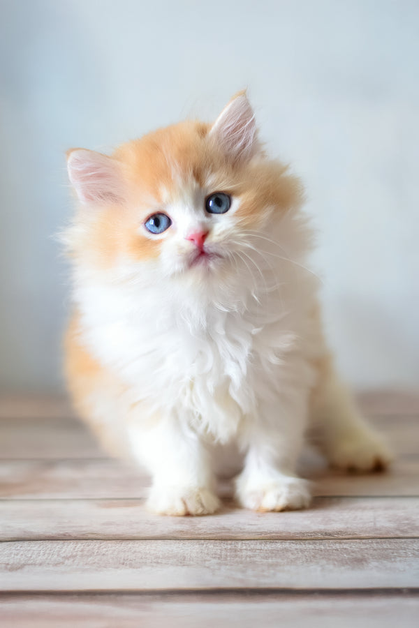 Boris | British Longhair Kitten