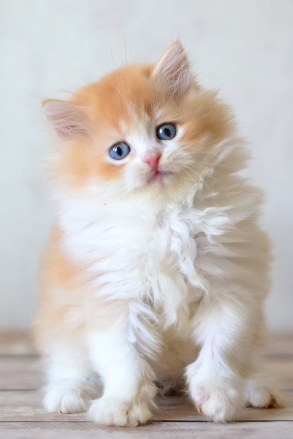 Boris | British Longhair Kitten