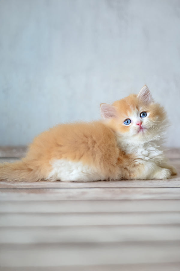 Boris | British Longhair Kitten