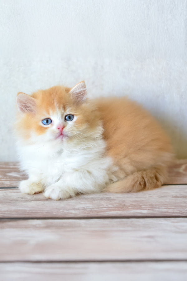 Boris | British Longhair Kitten