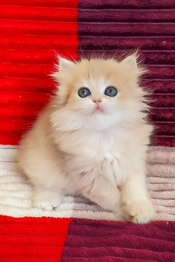 Gerda | British Longhair Kitten