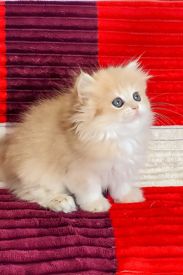 Fluffy cream-colored british longhair kitten with blue golden shaded eyes sitting on red maroon corduroy surface