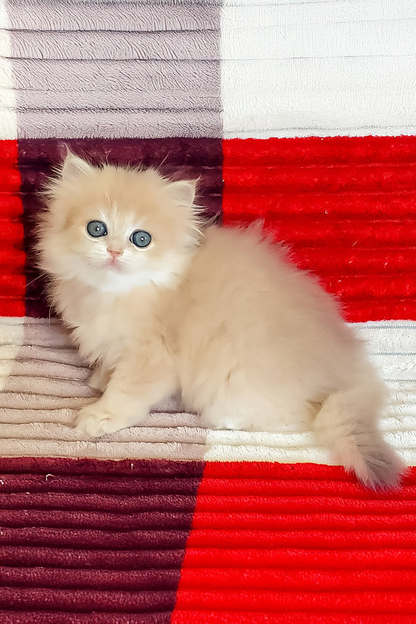 Fluffy british longhair kitten gerda with cream golden shaded coat and striking blue golden shaded eyes on striped rug