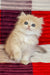 Gerda | British Longhair Kitten