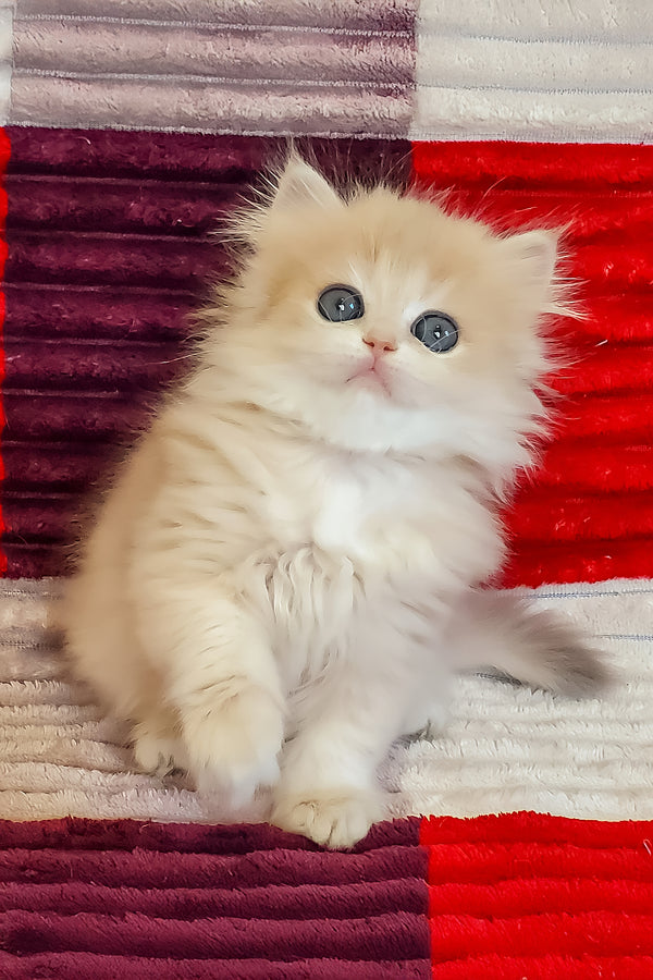 A fluffy cream british longhair kitten with blue golden shaded eyes sits on colorful striped fabric
