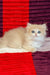 Gerda | British Longhair Kitten
