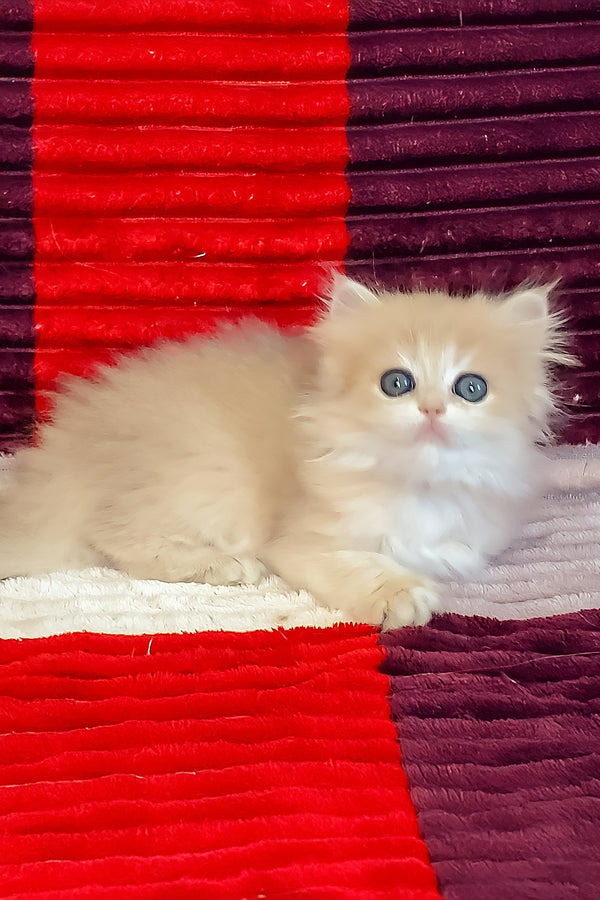 Gerda british longhair kitten with fluffy cream golden shaded coat and blue golden shaded eyes on red maroon blanket
