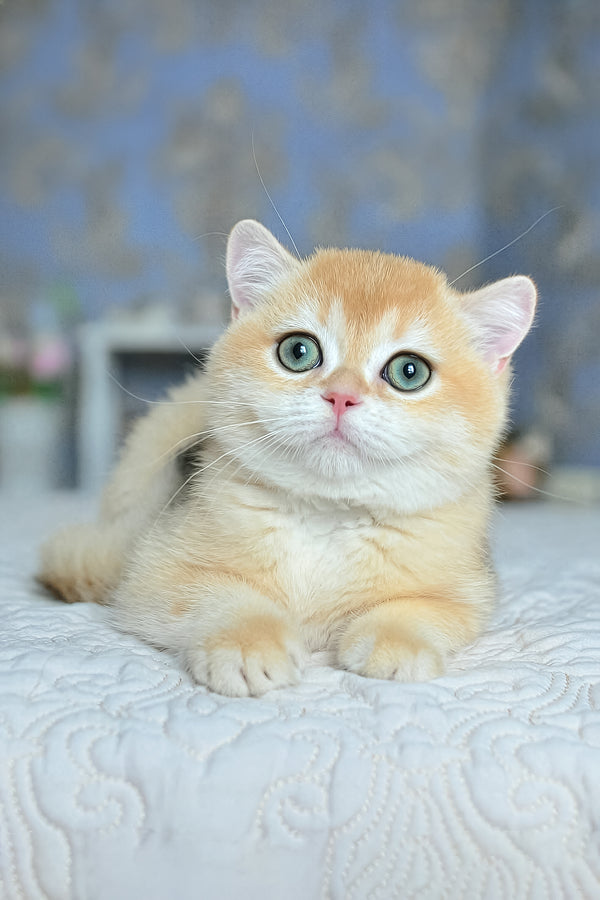 Zlatan | British Shorthair Kitten