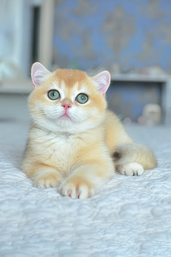 Zlatan | British Shorthair Kitten