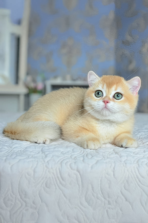 Zlatan | British Shorthair Kitten