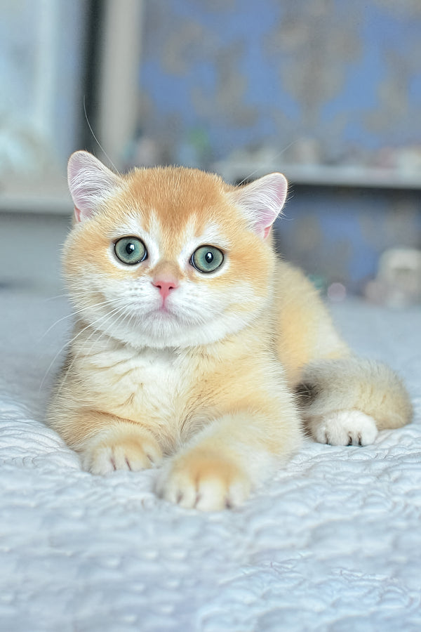 Zlatan | British Shorthair Kitten