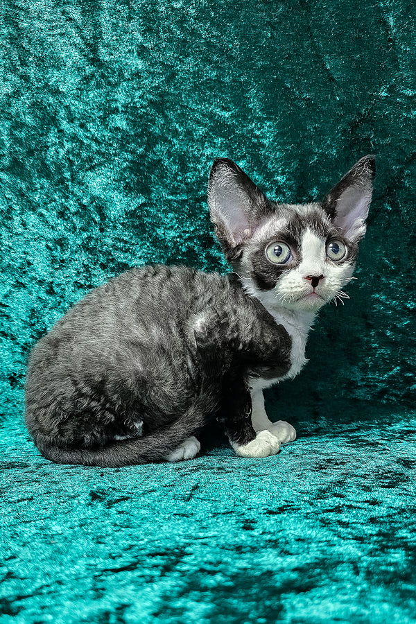 Adam | Devon Rex Kitten