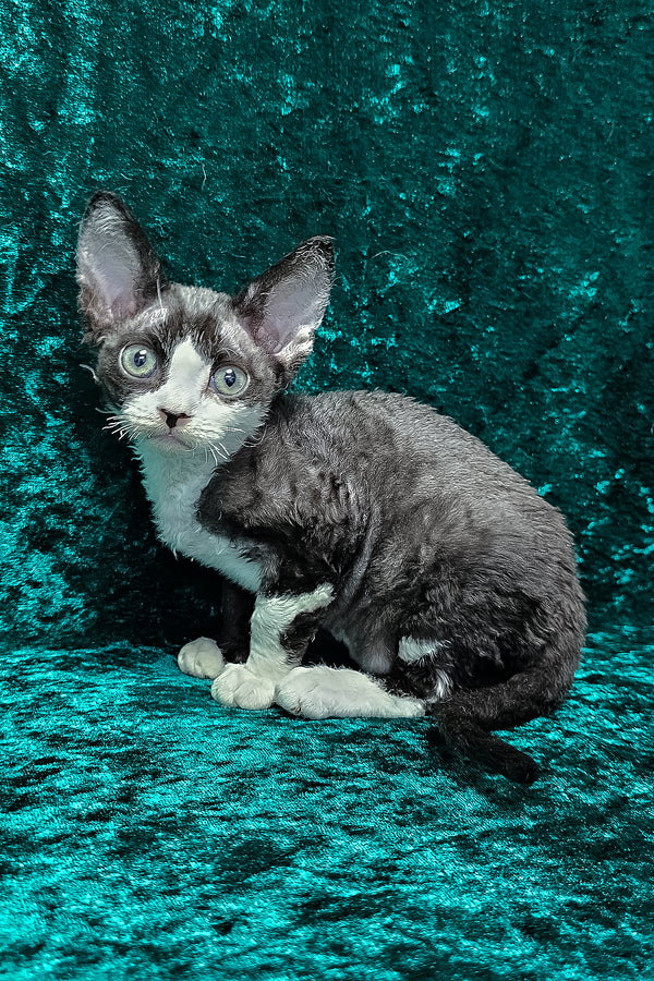 Adam | Devon Rex Kitten
