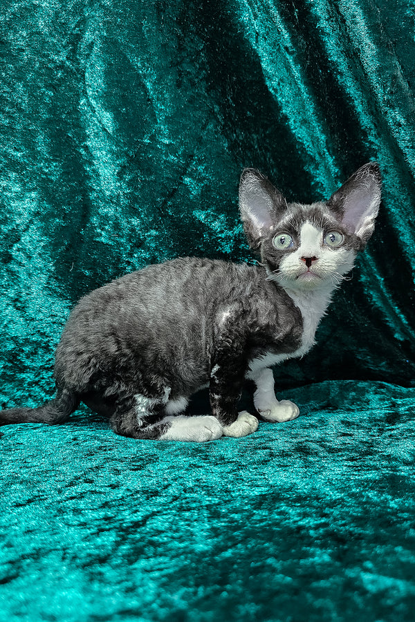 Adam | Devon Rex Kitten