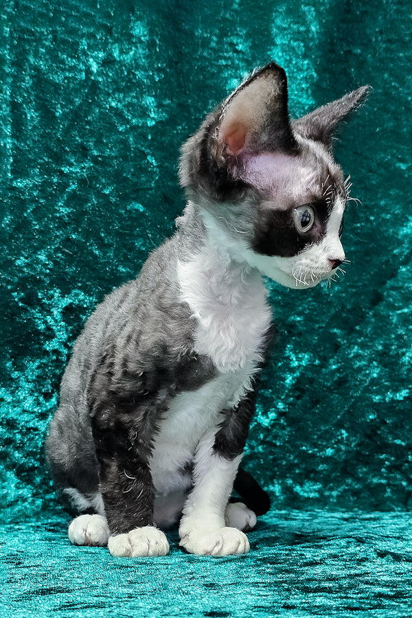 Adam | Devon Rex Kitten
