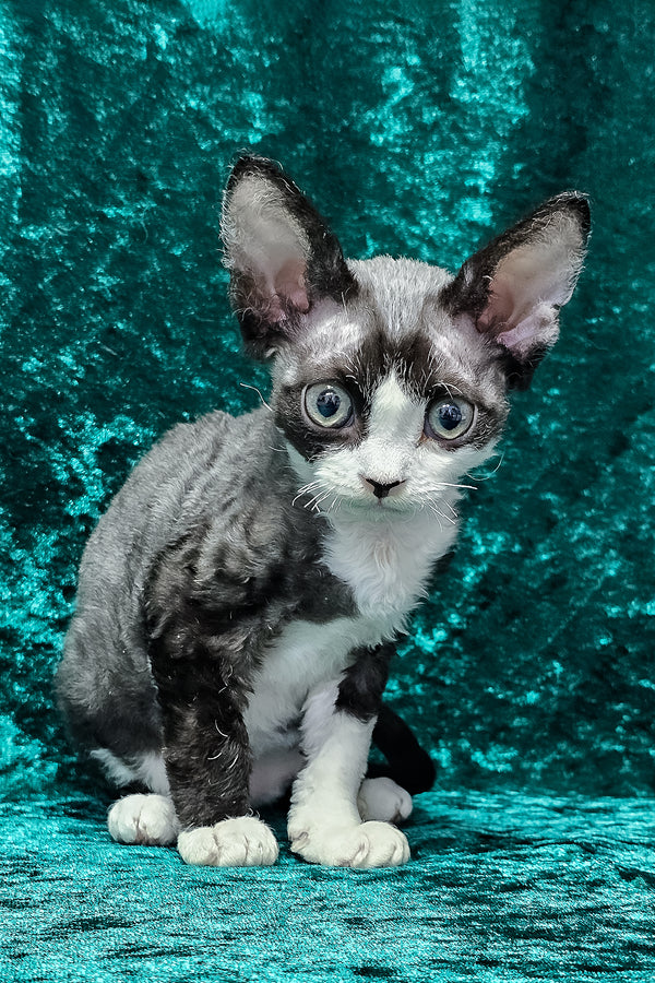 Adam | Devon Rex Kitten