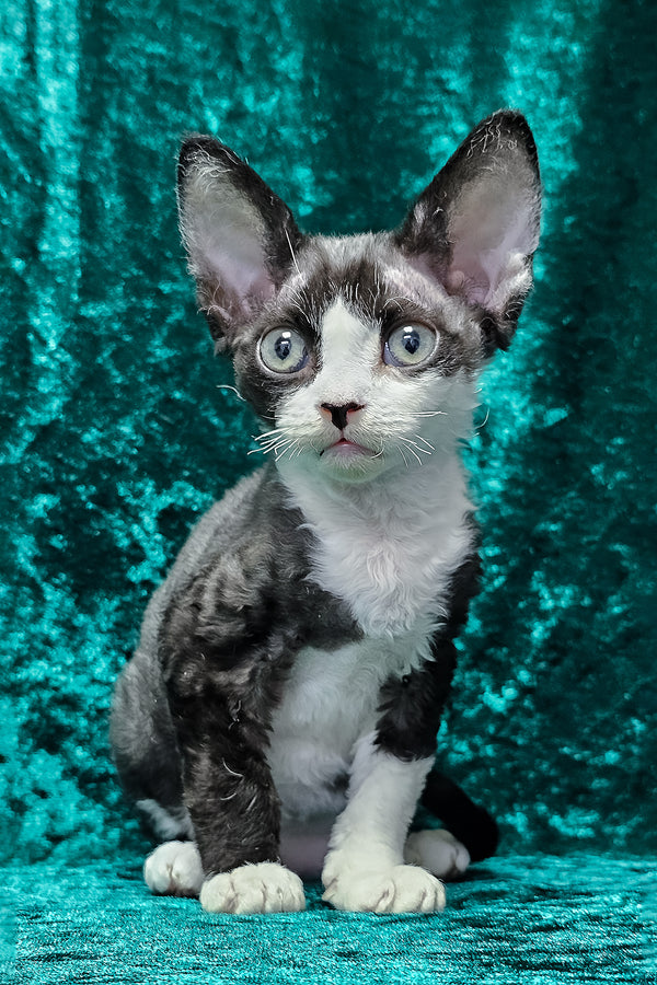 Adam | Devon Rex Kitten