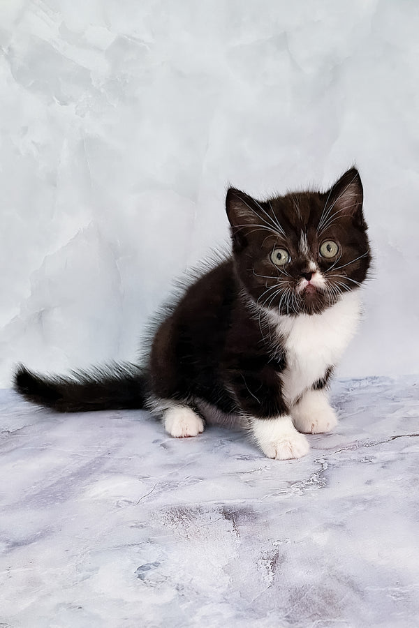 Adan | Scottish Straight Kitten