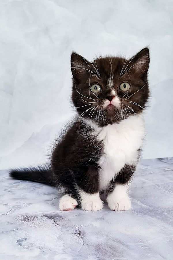 Adan | Scottish Straight Kitten
