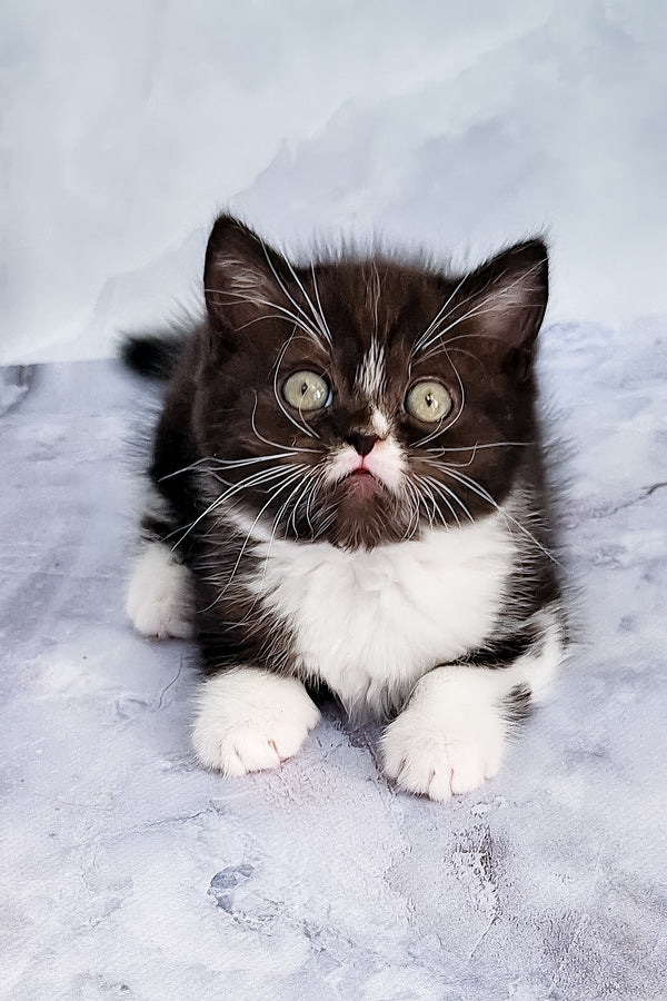 Adan | Scottish Straight Kitten