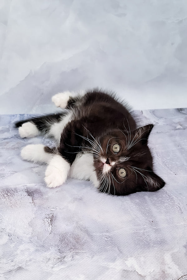 Adan | Scottish Straight Kitten