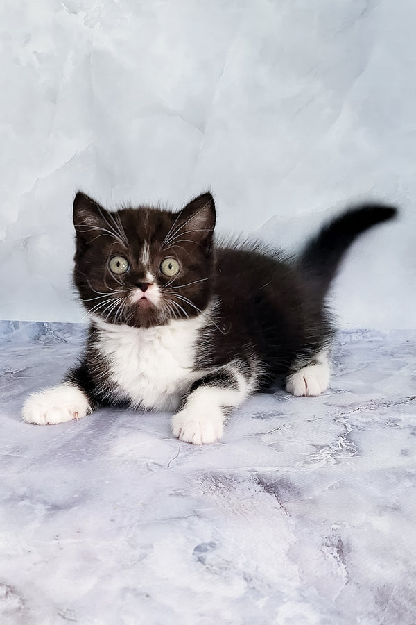 Adan | Scottish Straight Kitten