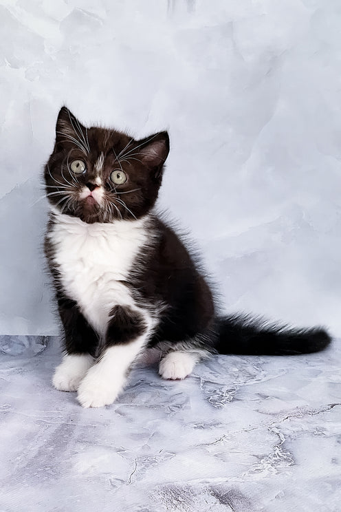 Adan | Scottish Straight Kitten