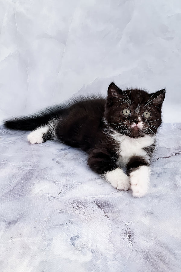 Adan | Scottish Straight Kitten