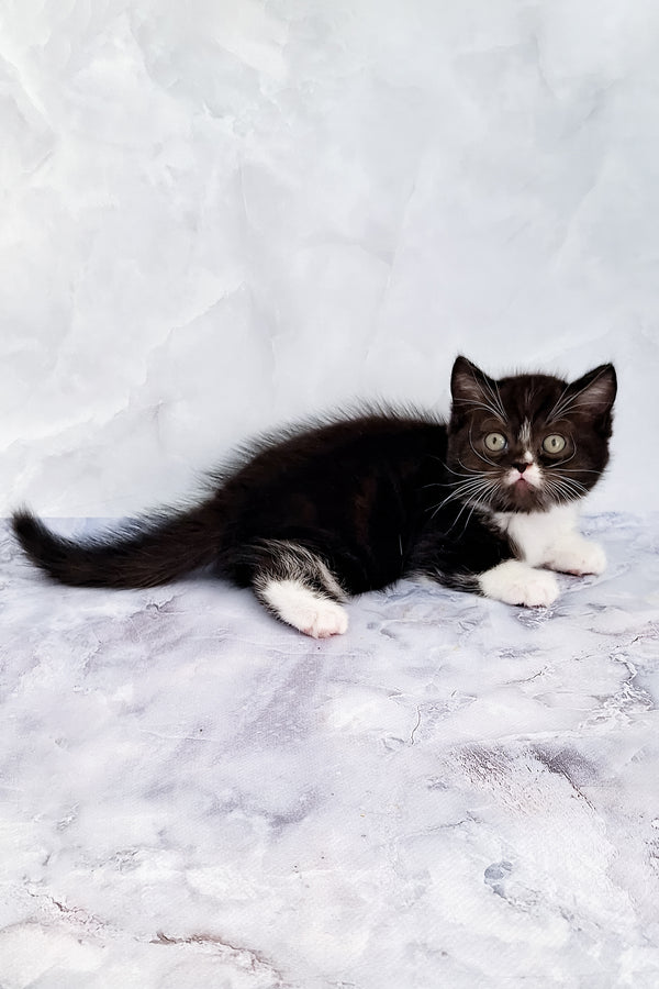 Adan | Scottish Straight Kitten