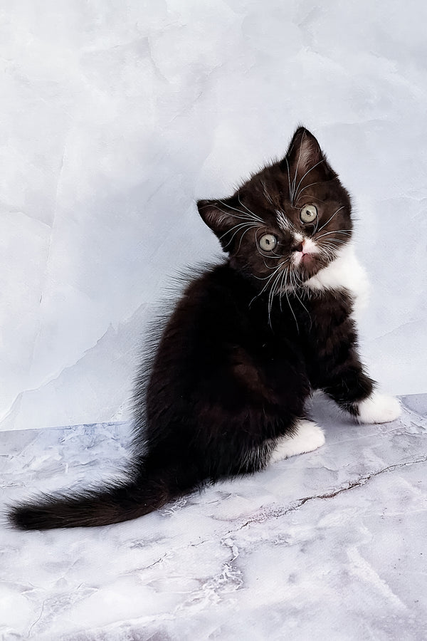 Adan | Scottish Straight Kitten