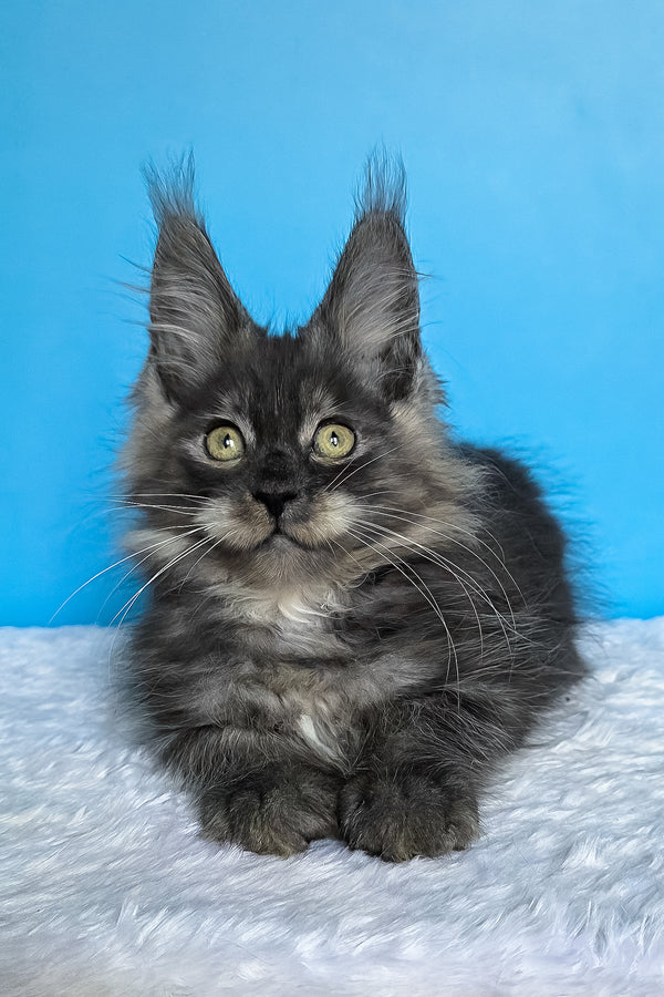 Abel | Maine Coon Kitten