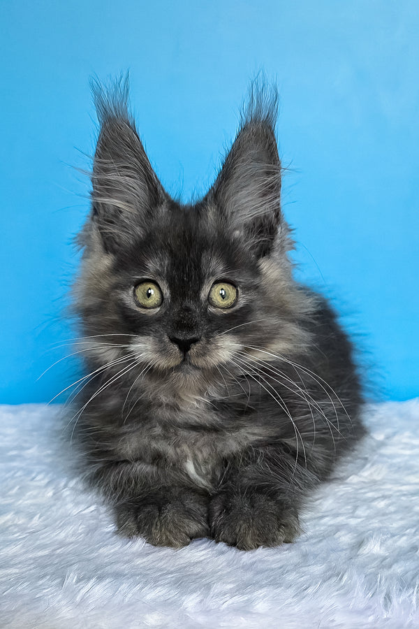 Abel | Maine Coon Kitten