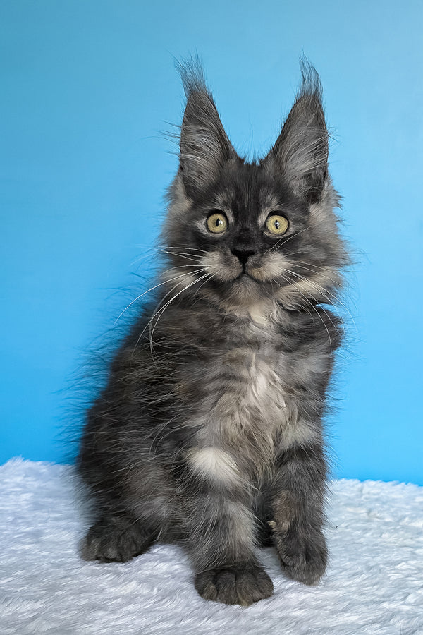 Abel | Maine Coon Kitten