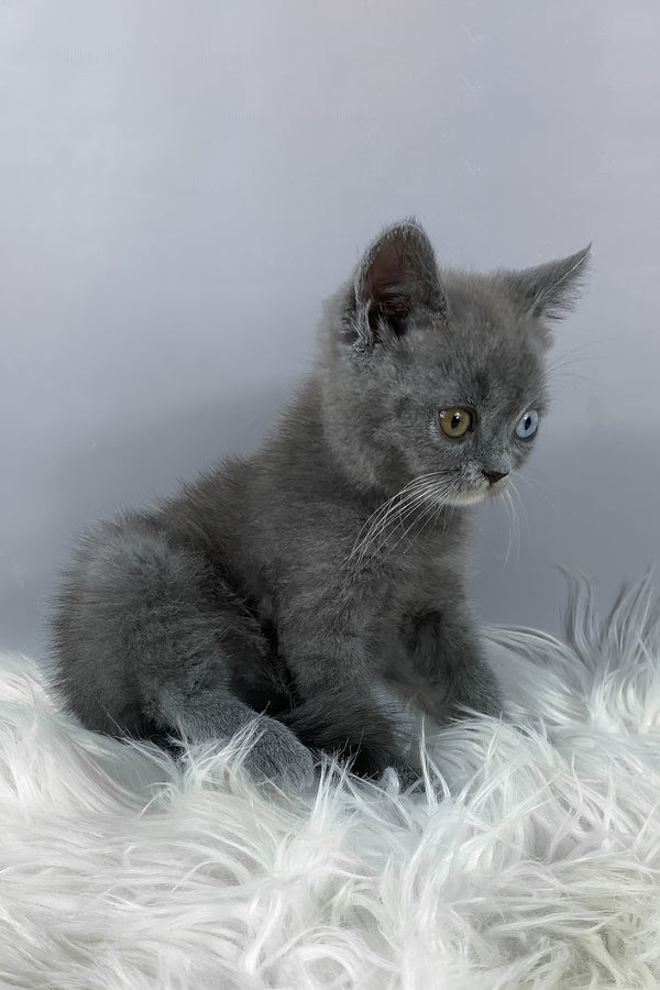 Adel | British Shorthair Kitten
