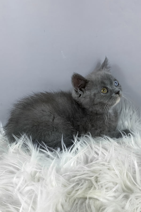 Adel | British Shorthair Kitten