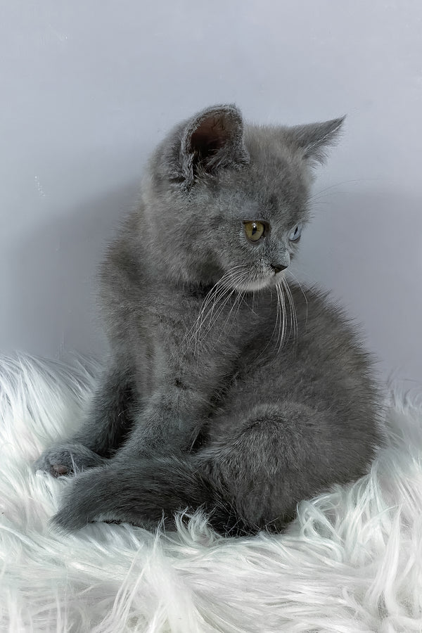 Adel | British Shorthair Kitten