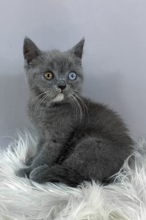 Adel | British Shorthair Kitten